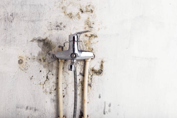 Best DIY Mold Remediation Support Services in Triana, AL