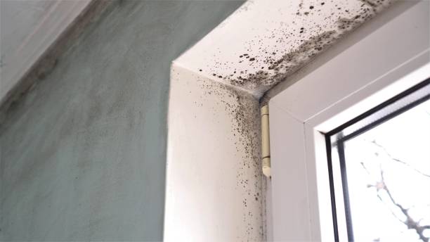 Best Post-Flood Mold Remediation in Triana, AL