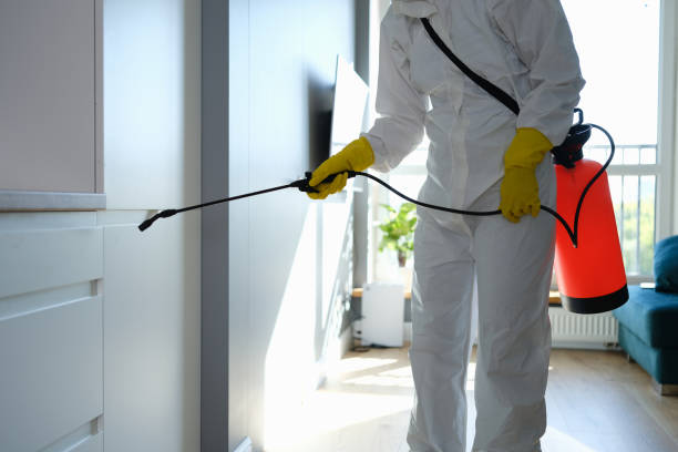 Professional Mold Remediation in Triana, AL