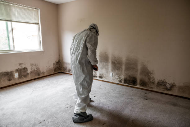 Best Commercial Mold Remediation in Triana, AL