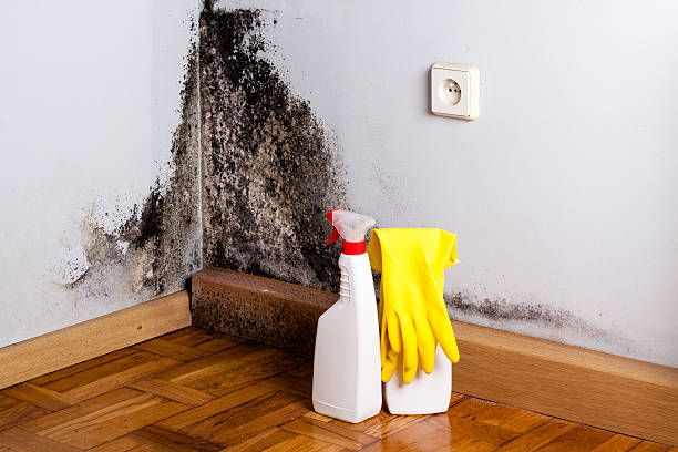 Best Insurance-Related Mold Remediation in Triana, AL