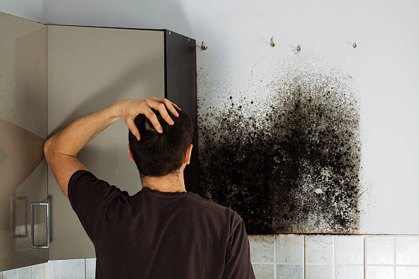 Best Residential Mold Remediation in Triana, AL