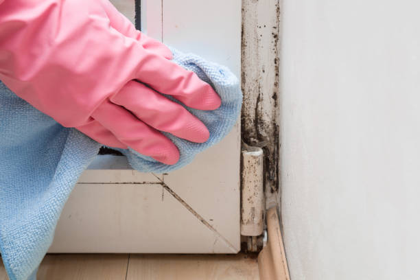 Best Industrial Mold Remediation in Triana, AL